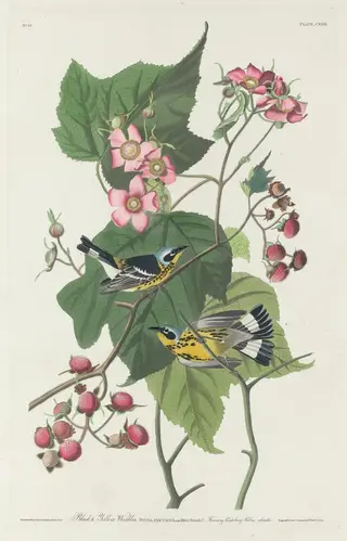 Black and Yellow Warbler, by Havell, Jr., Robert