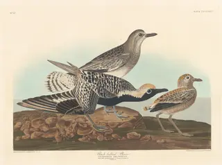 Black-bellied Plover, by Havell, Jr., Robert