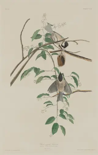 Black-capped Titmouse