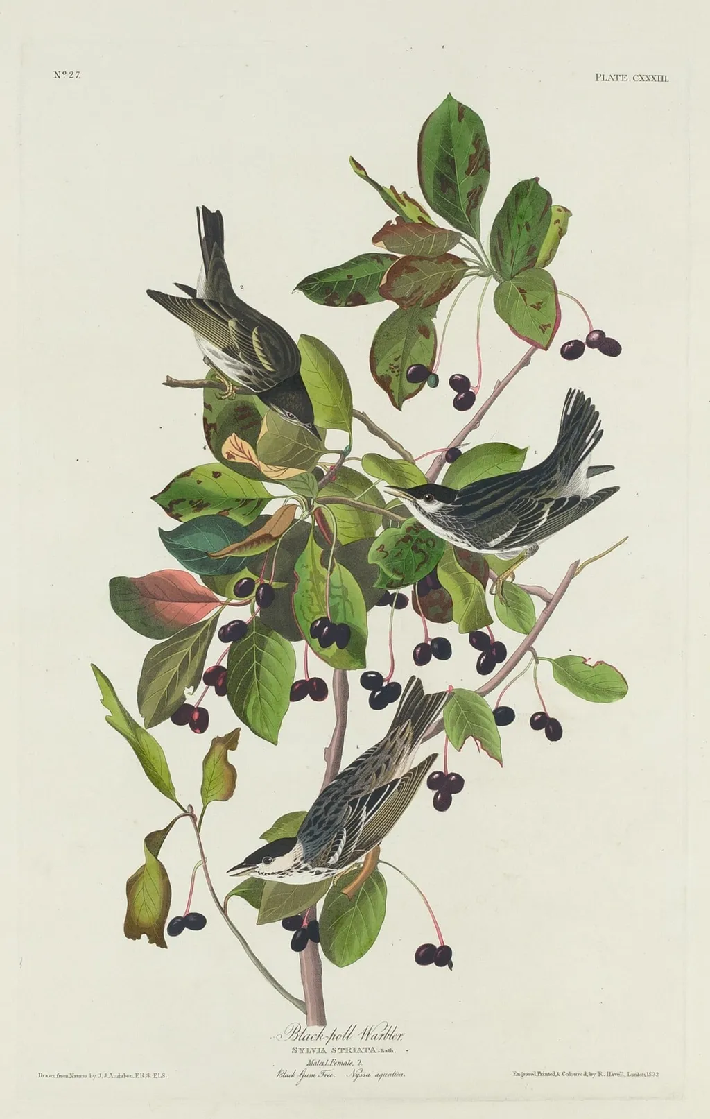 Black-Poll Warbler, by Havell, Jr., Robert, ink, 1832