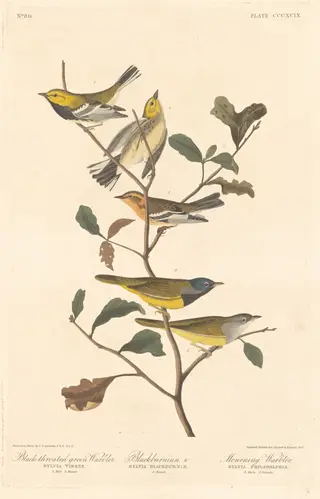 Black-throated Green Warbler, Blackburnian Warbler and Mourning Warbler