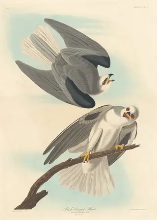 Black-winged Hawk, by Havell, Jr., Robert