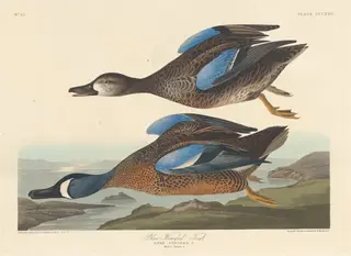 Blue-winged Teal, by Havell, Jr., Robert