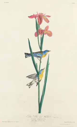 Blue Yellow-backed Warbler