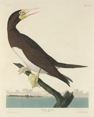 Booby Gannet