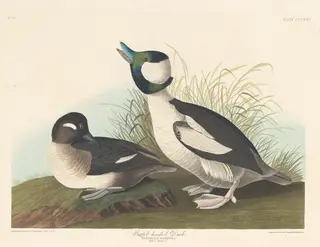 Buffel-headed Duck, by Havell, Jr., Robert