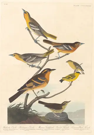 Bullock's Oriole, Baltimore Oriole, Mexican Goldfinch and Varied Thrush, by Havell, Jr., Robert