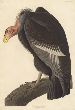 Californian Vulture, by Havell, Jr., Robert