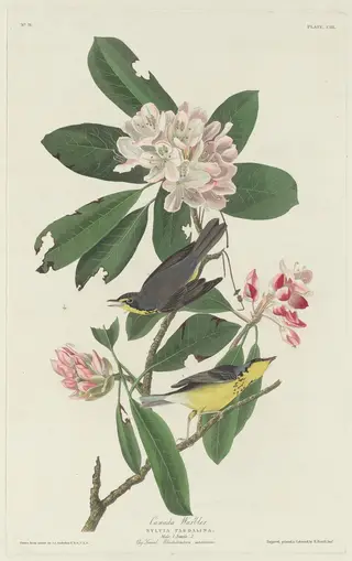 Canada Warbler, by Havell, Jr., Robert