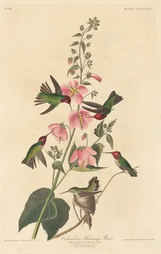 Columbian Humming Bird, by Havell, Jr., Robert