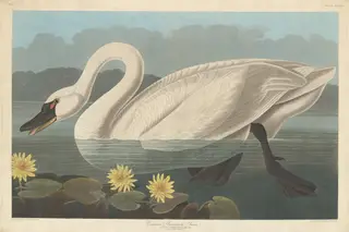 Common American Swan, by Havell, Jr., Robert