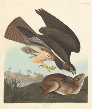 Common Buzzard, by Havell, Jr., Robert