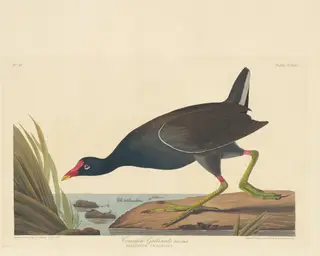 Common Gallinule, by Havell, Jr., Robert