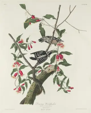 Downy Woodpecker, by Havell, Jr., Robert