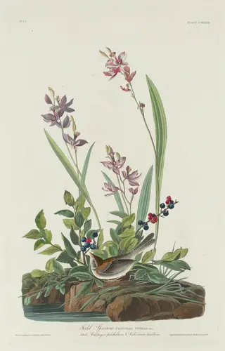 Field Sparrow, by Havell, Jr., Robert