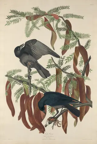 Fish Crow, by Havell, Jr., Robert
