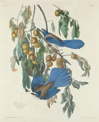 Florida Jays, by Havell, Jr., Robert