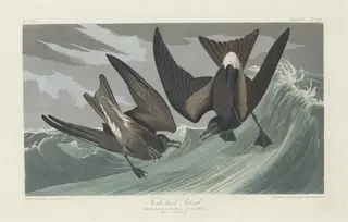 Fork-tailed Petrel, by Havell, Jr., Robert