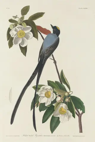 Forked-tail Flycatcher, by Havell, Jr., Robert