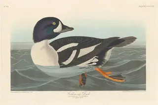 Golden-eye Duck