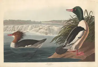 Goosander, by Havell, Jr., Robert