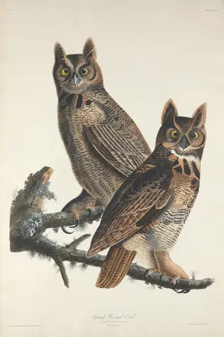Great Horned Owl, by Havell, Jr., Robert