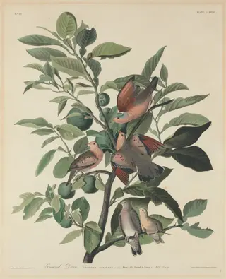 Ground Dove, by Havell, Jr., Robert