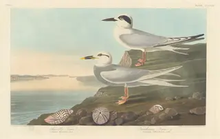 Havell's Tern and Trudeau's Tern, by Havell, Jr., Robert