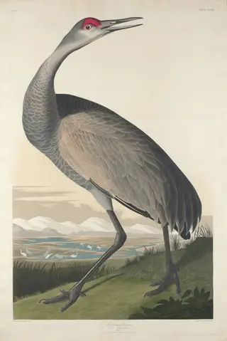 Hooping Crane
