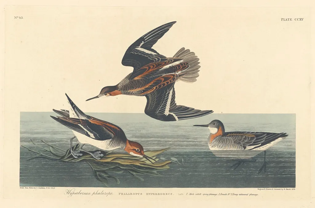 Hyperborean Phalarope, by Havell, Jr., Robert, ink, 1834
