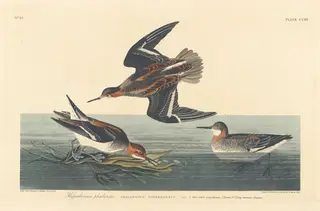 Hyperborean Phalarope, by Havell, Jr., Robert