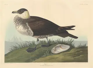Jager, by Havell, Jr., Robert