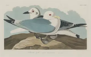Kittiwake Gull, by Havell, Jr., Robert