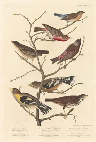 Lazuli Finch, by Havell, Jr., Robert