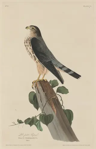 Le Petit Caporal, by Havell, Jr., Robert