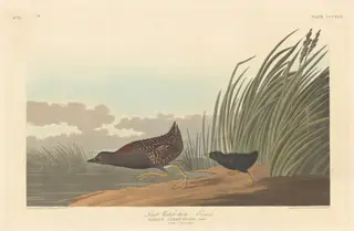 Least Water-hen, by Havell, Jr., Robert