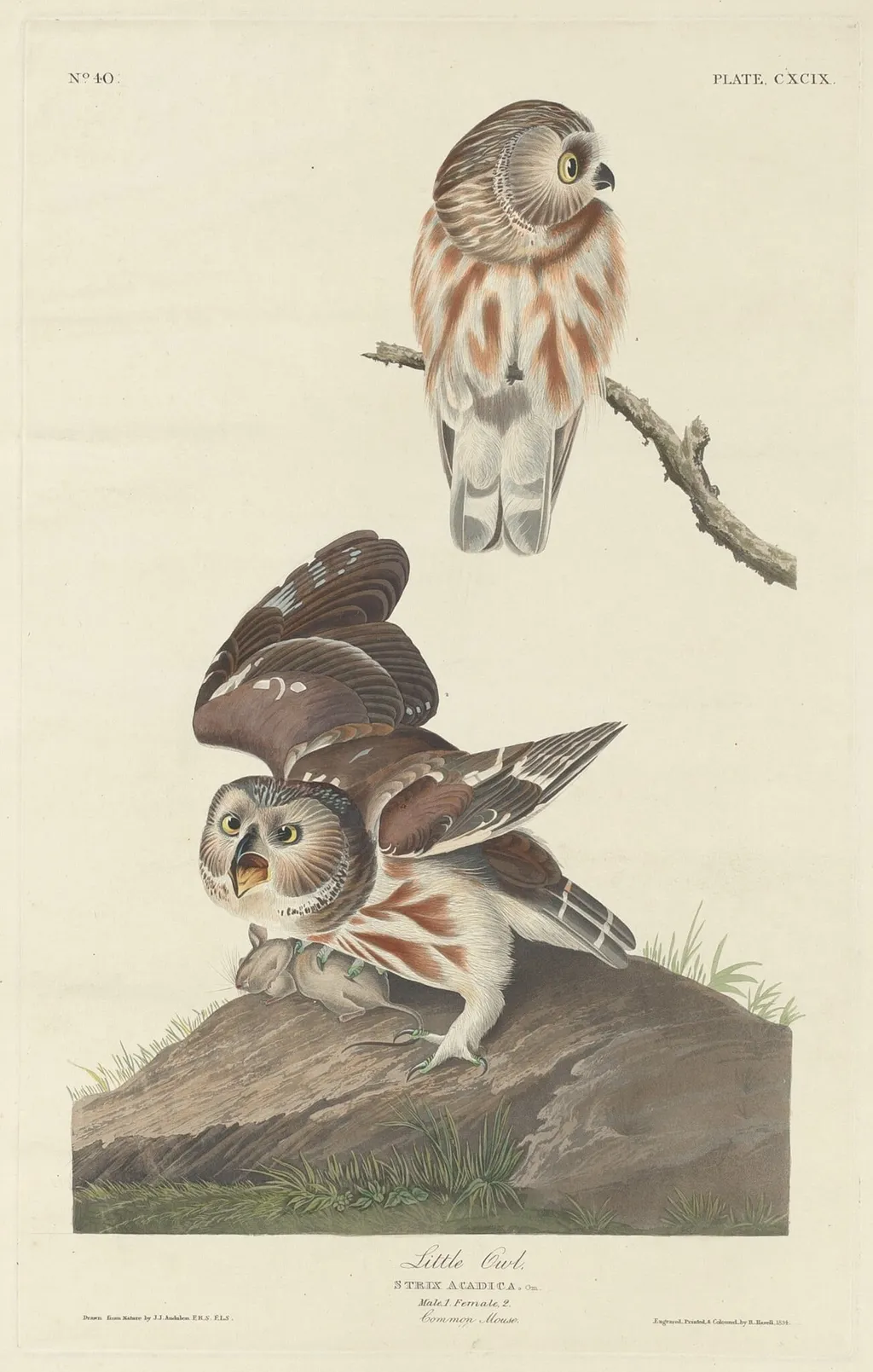 Little Owl, by Havell, Jr., Robert, ink, 1834