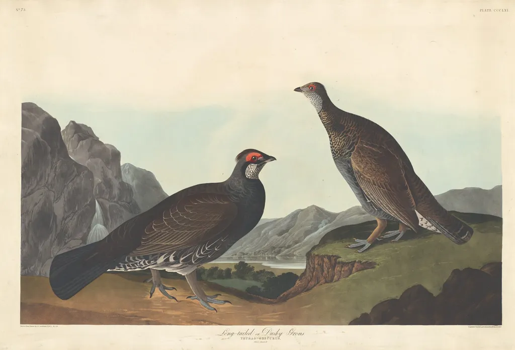 Long-tailed or Dusky Grous, by Havell, Jr., Robert, ink, 1837