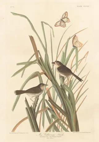 MacGillivray's Finch, by Havell, Jr., Robert