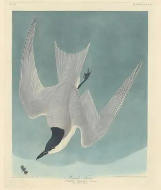 Marsh Tern, by Havell, Jr., Robert