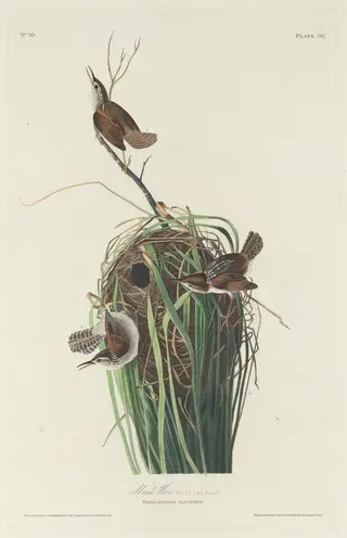 Marsh Wren, by Havell, Jr., Robert