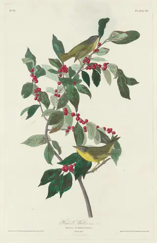 Nashville Warbler, by Havell, Jr., Robert