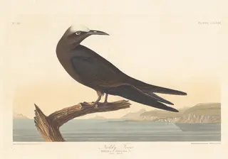 Noddy Tern, by Havell, Jr., Robert