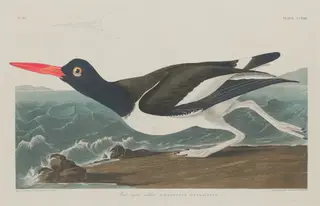 Pied Oyster-Catcher, by Havell, Jr., Robert