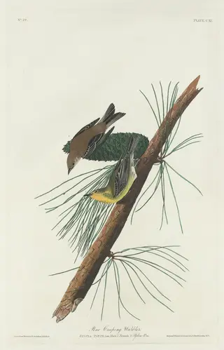 Pine Creeping Warbler, by Havell, Jr., Robert