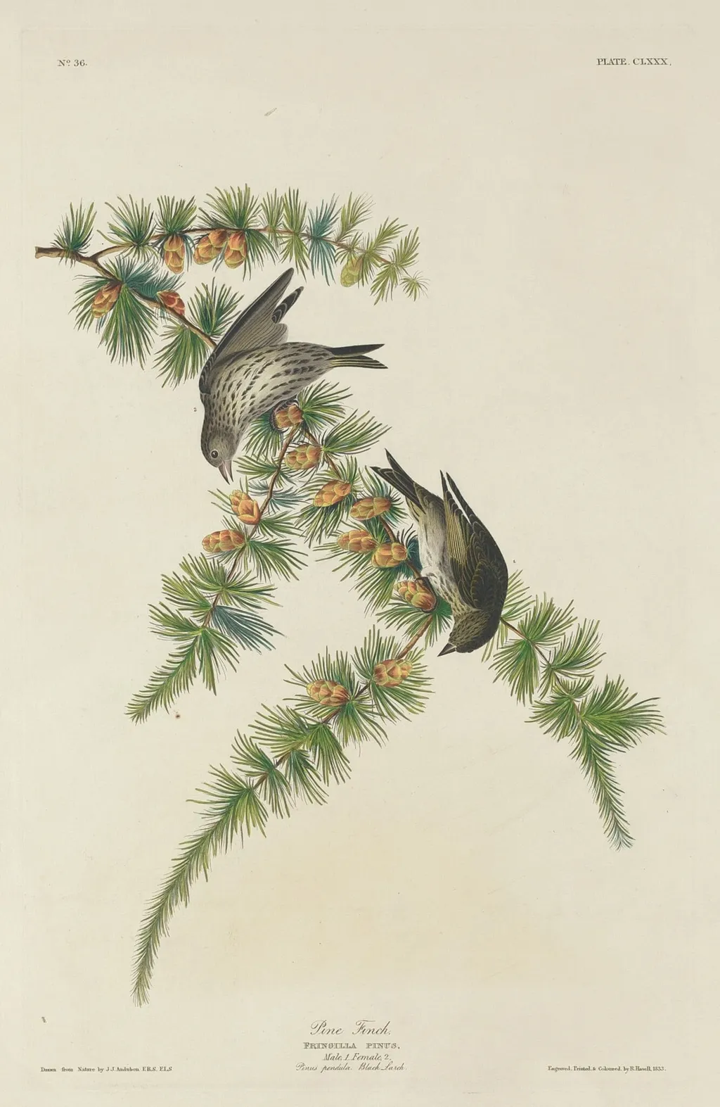 Pine Finch, by Havell, Jr., Robert, ink, 1833