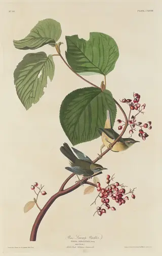 Pine Swamp Warbler, by Havell, Jr., Robert