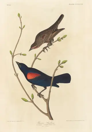 Prairie Starling, by Havell, Jr., Robert