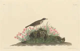Prairie Titlark, by Havell, Jr., Robert