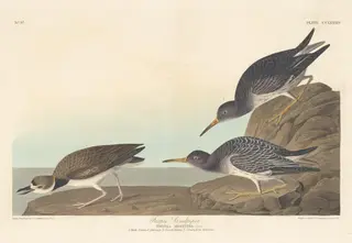 Purple Sandpiper